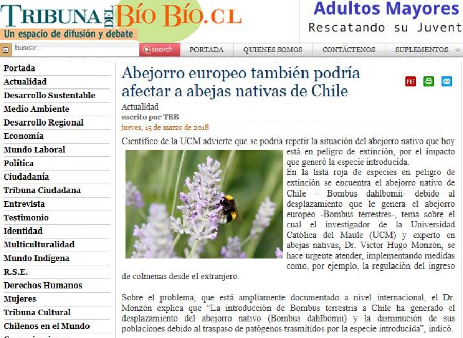 15 de marzo en Tribuna del Bío Bío: “Abejorro europeo también podría afectar a abejas nativas de Chile”