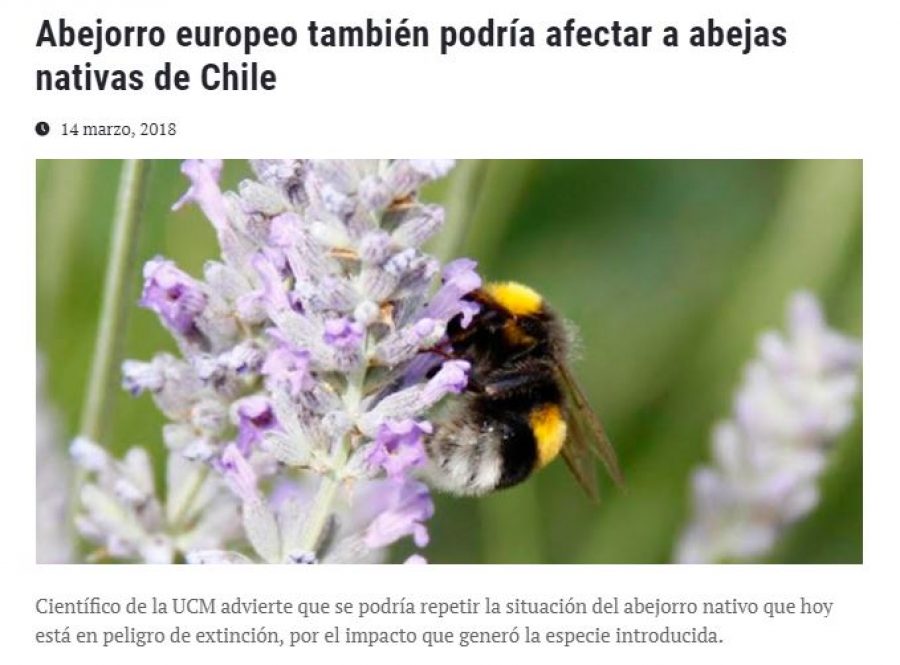 14 de marzo en Universia: “Abejorro europeo también podría afectar a abejas nativas de Chile”
