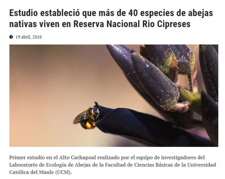 19 de abril en Universia: “Estudio estableció que más de 40 especies de abejas nativas viven en Reserva Nacional Rio Cipreses”