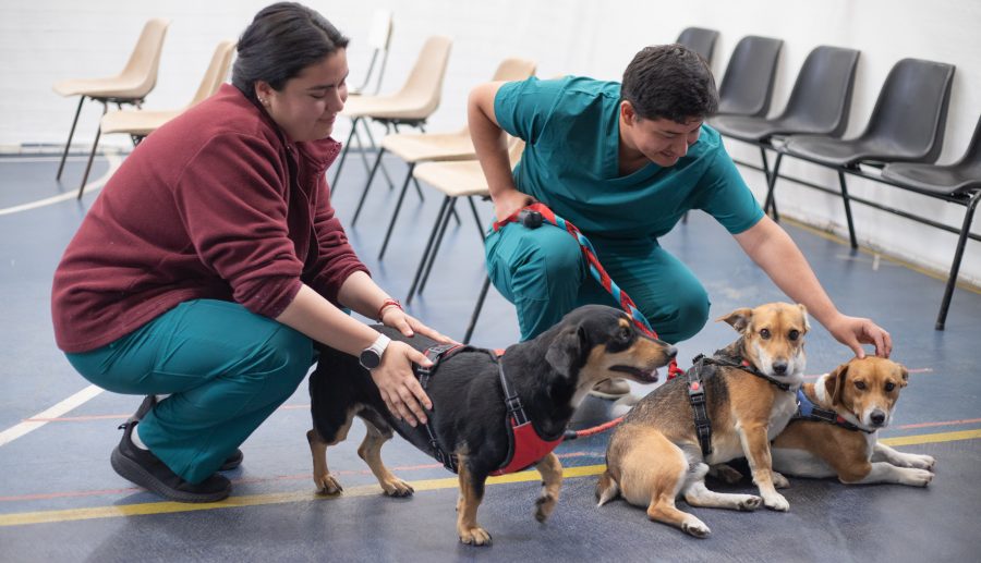 Veterinaria UCM realizó exitoso operativo sanitario para mascotas en Sagrada Familia