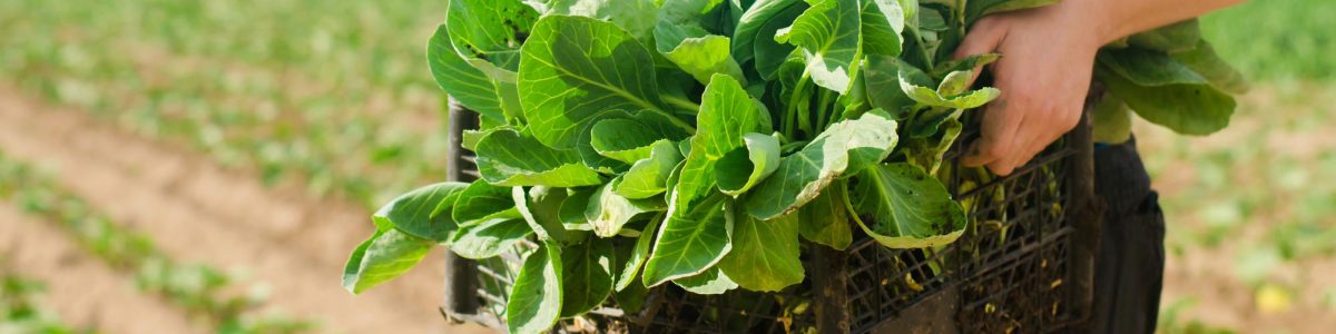 Fomentarán ecosistema emprendedor en la agroindustria