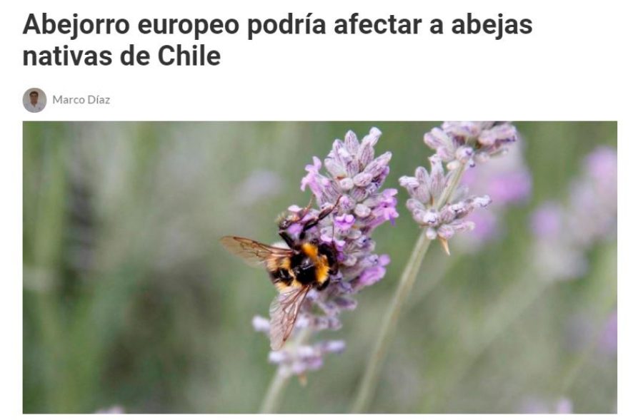 15 de marzo en Vivimos La Noticia: “Abejorro europeo podría afectar a abejas nativas de Chile”