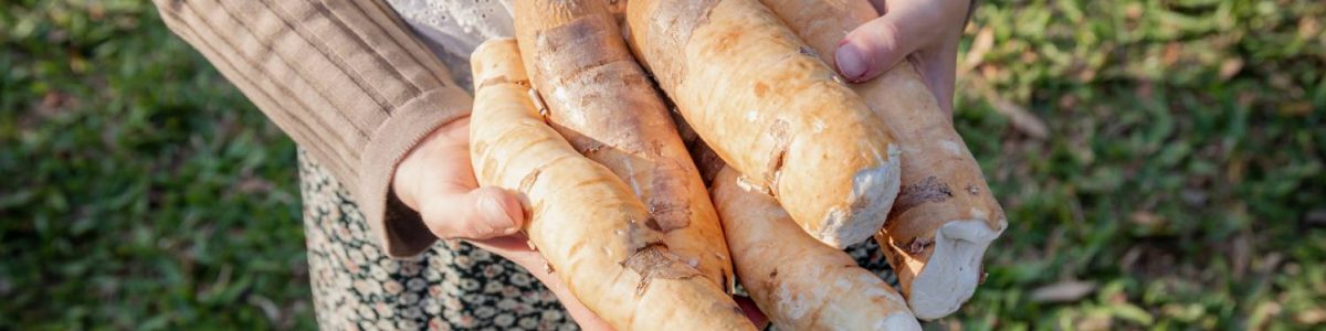 Por transparencia y brillo: estudian almidón de yuca para producir plástico sustentable