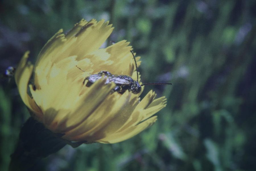 Falta de abejas nativas podría estar relacionada con la extinción de árbol chileno