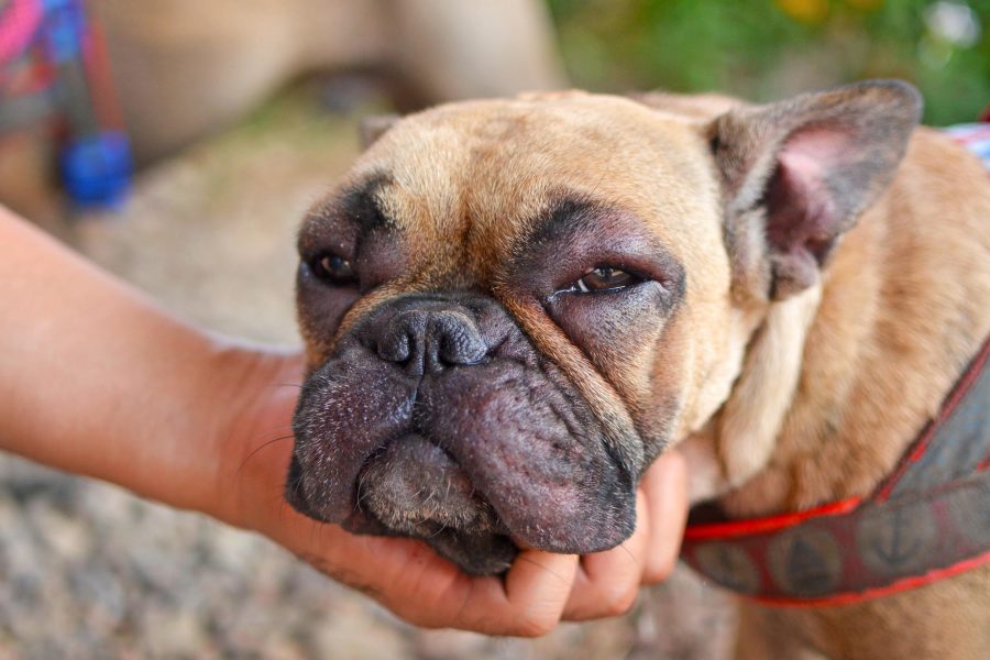 Cuidado animal: Las alergias que afectan a las mascotas en la primavera