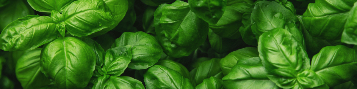 Biotecnología: Estudiantes UCM buscan crear biorrepelente en base a aceites esenciales de albahaca y menta