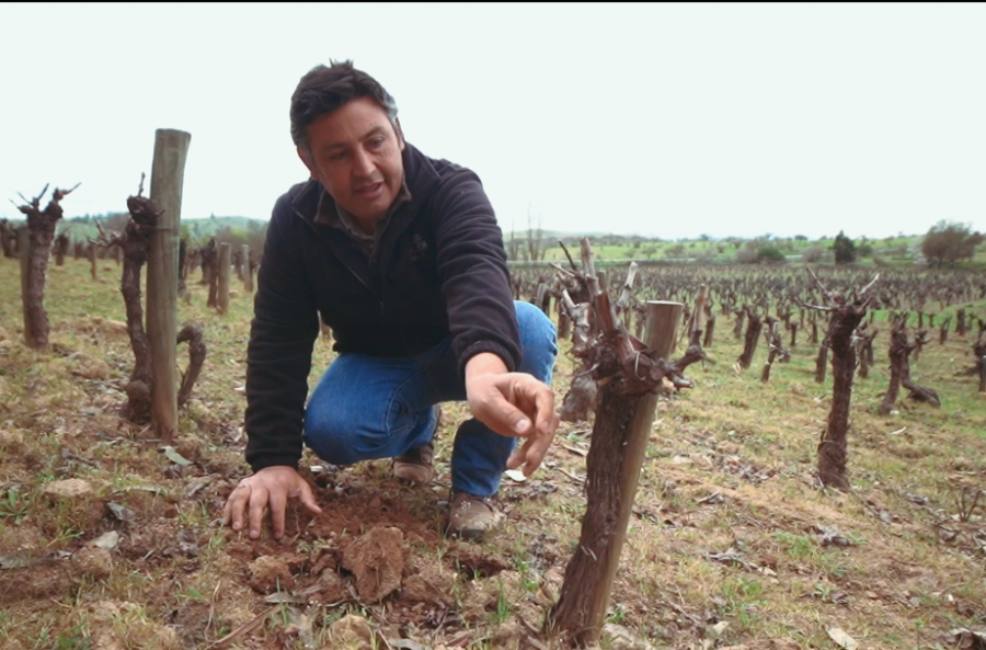 El Huaso de Sauzal y su trabajo por resguardar la cultura vinícola en el Maule