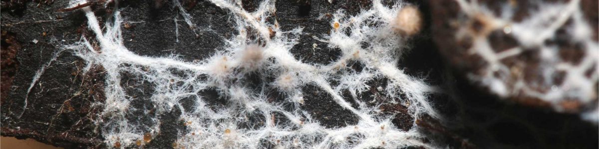 Seminario mostrará positiva experiencia sobre uso de micorrización para mejorar plantas de Ruil